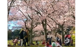 Spring in Cornwall Park | The Best Place for Cherry Blossoms in Auckland